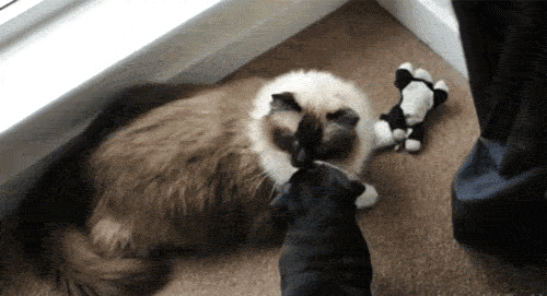 Acid Gifdump, Feb. 26, 2013 (25 gifs)