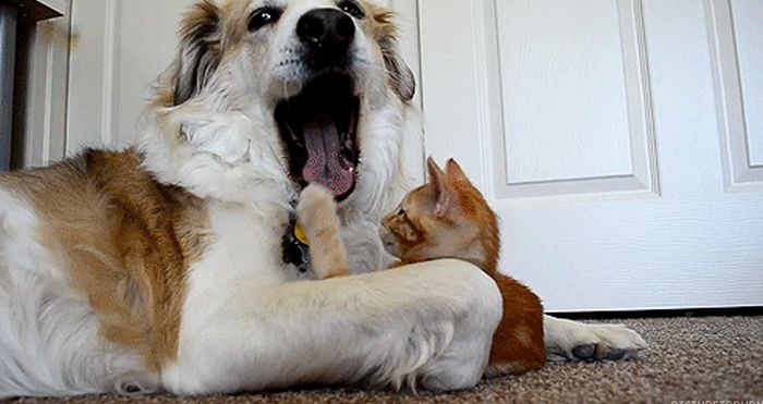 Cats Play with Dogs (14 gifs)