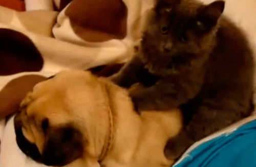 Cats Play with Dogs (14 gifs)