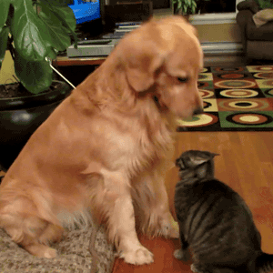 Cats Play with Dogs (14 gifs)