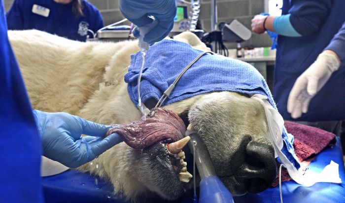 Polar Bear Visits Dentist (10 pics)