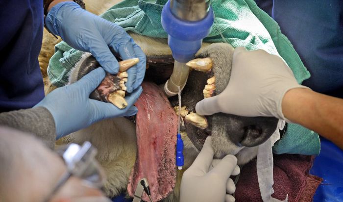 Polar Bear Visits Dentist (10 pics)