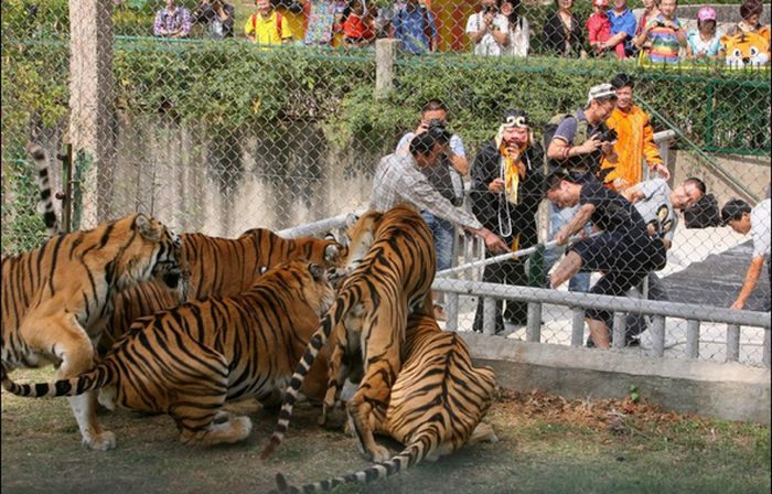 Tiger Tug-O-War (6 pics)