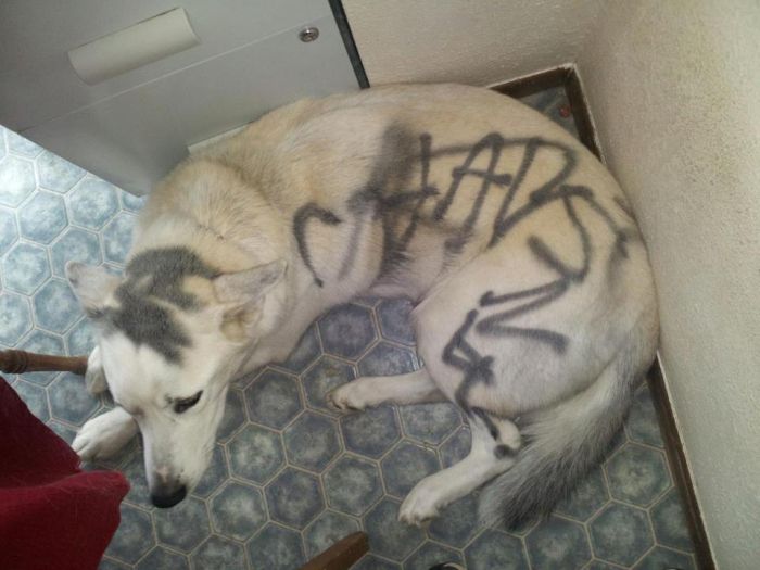 WTF Pictures (70 pics)