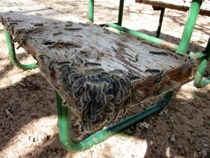 WTF Pictures (70 pics)