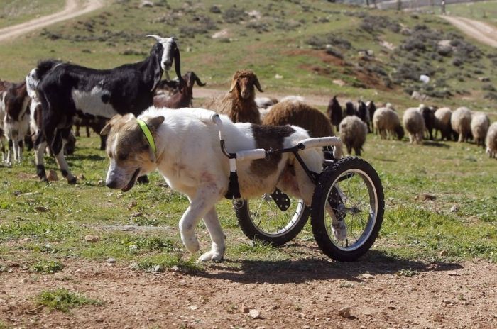 Roller Legs for a Paralyzed Dog (8 pics)