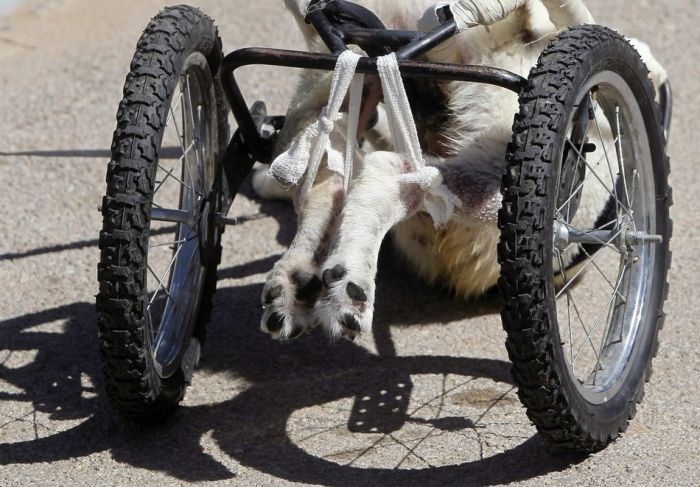 Roller Legs for a Paralyzed Dog (8 pics)