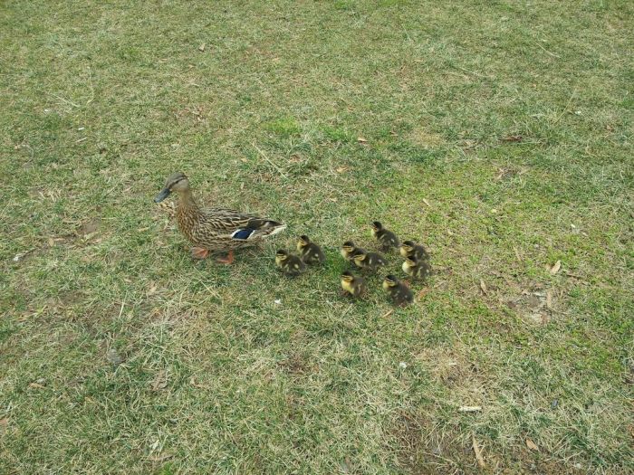 Duckling Escort (10 pics)