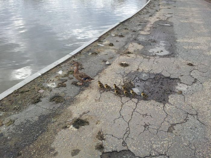 Duckling Escort (10 pics)