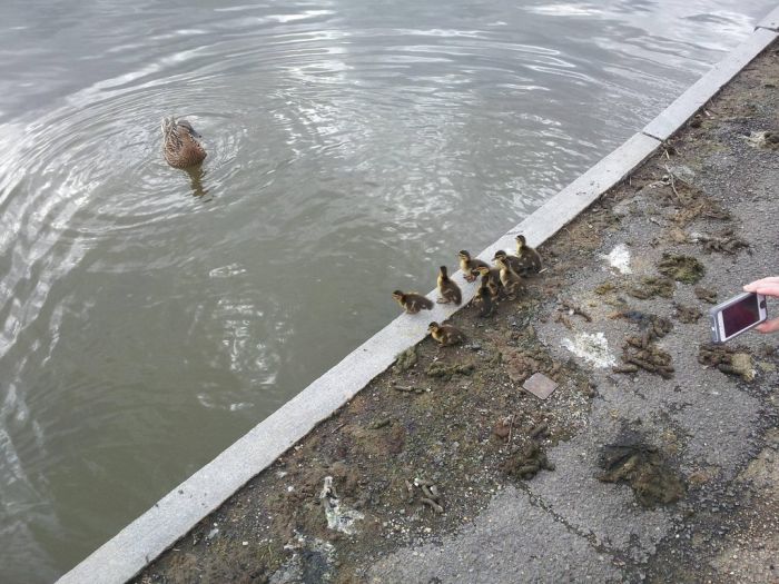 Duckling Escort (10 pics)
