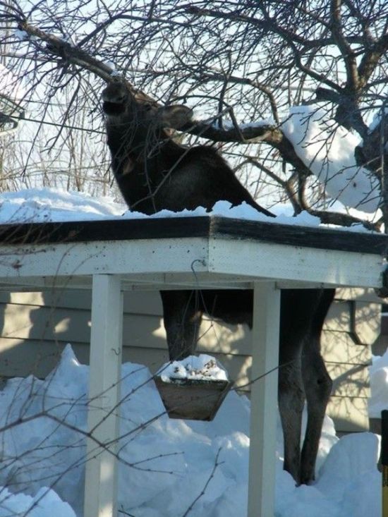 This Bird Feeder Is Not For Birds Only (3 pics)