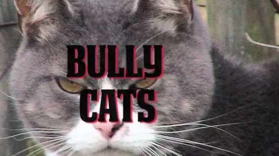 Angry Cats vs Dogs