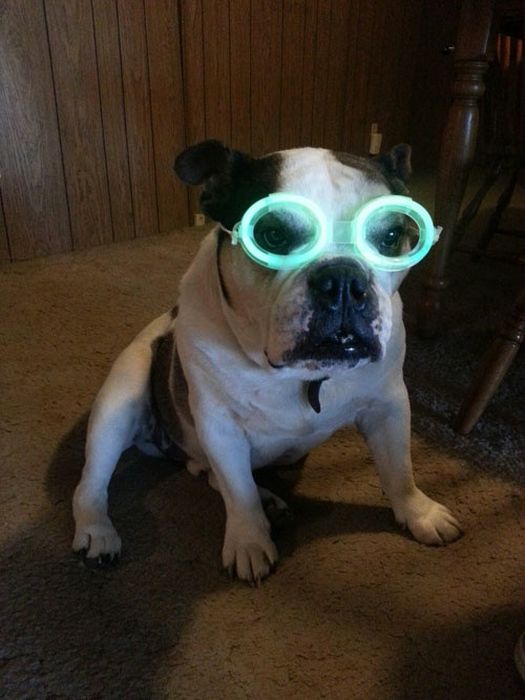 Dog Photos (44 pics)