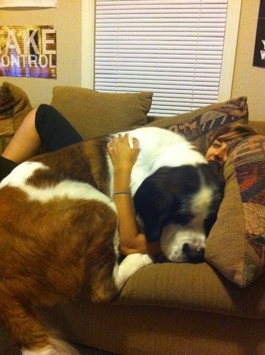 Dog Photos (44 pics)