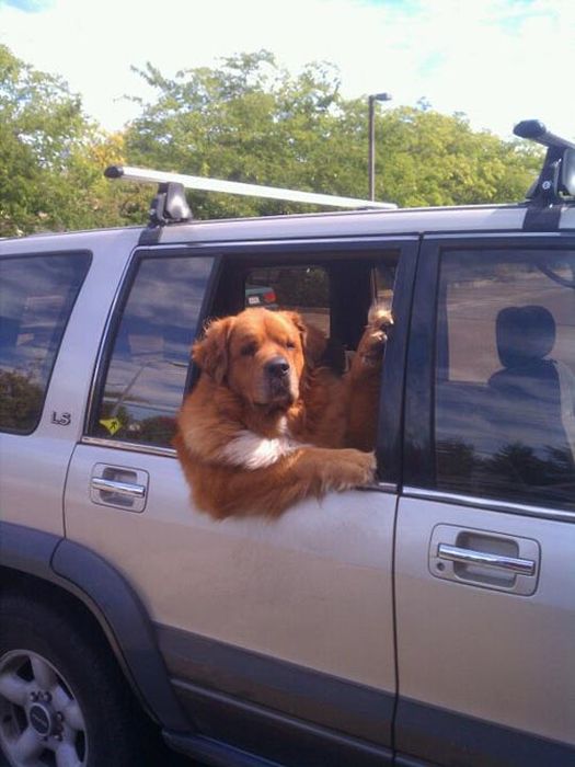 Dog Photos (44 pics)