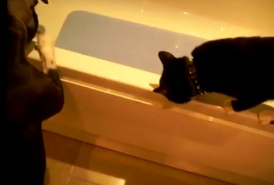 Dog vs Cat in Bathroom