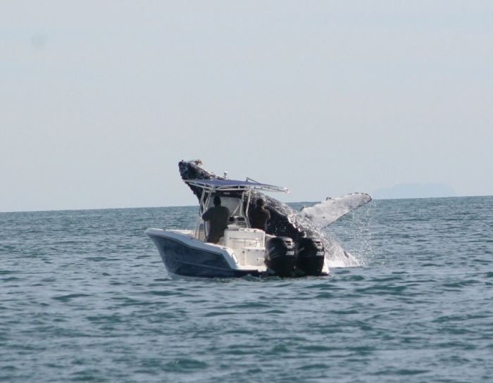 Whale Attacks a Boat in Mexico (7 pics)