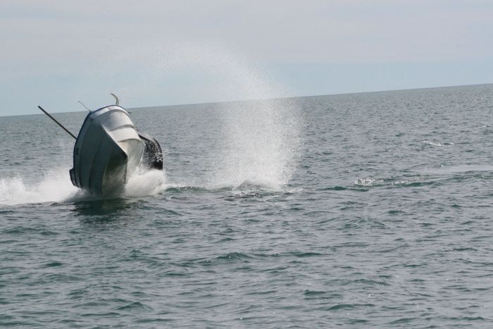 Whale Attacks a Boat in Mexico (7 pics)