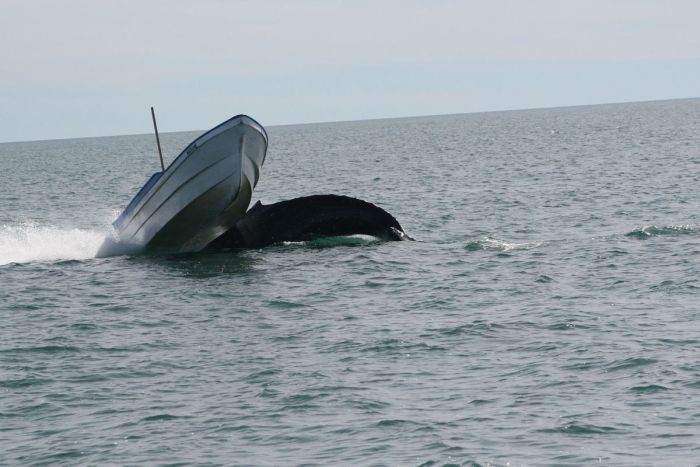 Whale Attacks a Boat in Mexico (7 pics)