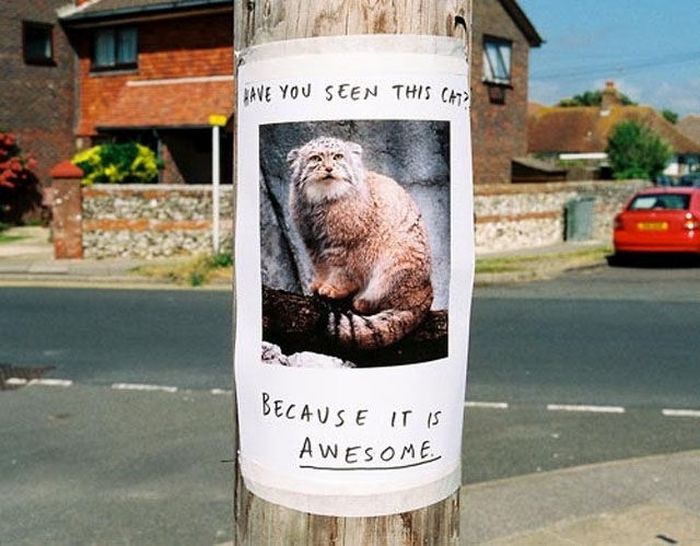 Funny Lost & Found Signs (20 pics)