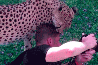 Acid Gifdump, March 6, 2013 (25 gifs)