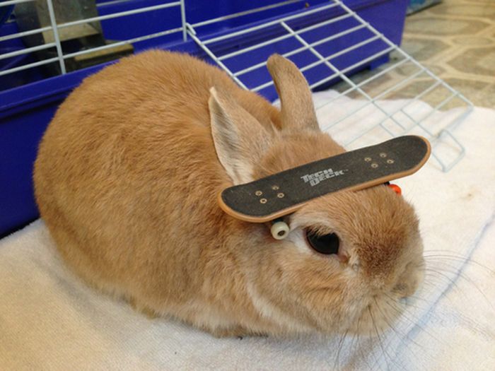 Stuff On My Rabbit (50 pics)