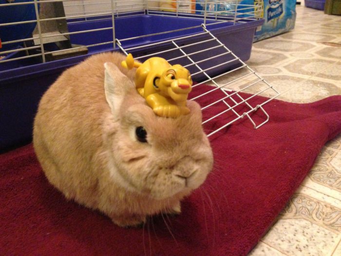 Stuff On My Rabbit (50 pics)