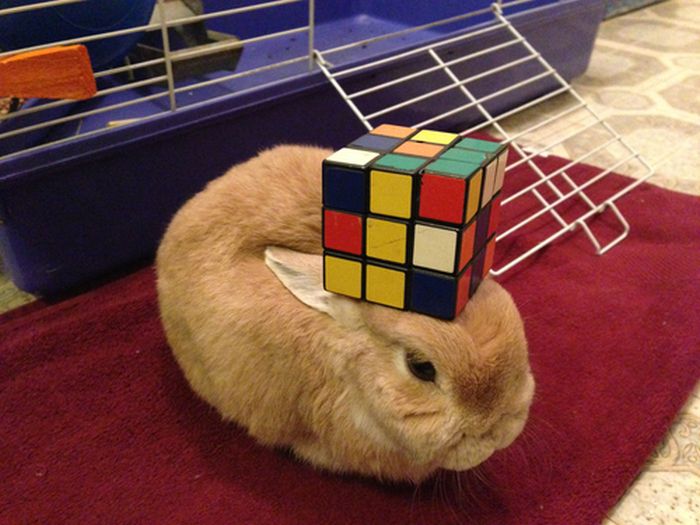 Stuff On My Rabbit (50 pics)