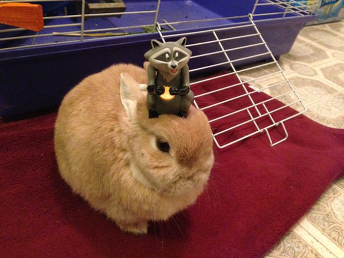 Stuff On My Rabbit (50 pics)