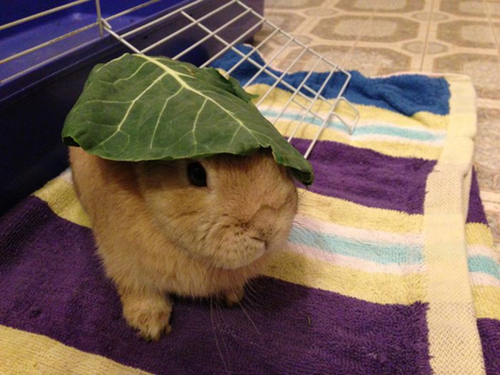 Stuff On My Rabbit (50 pics)