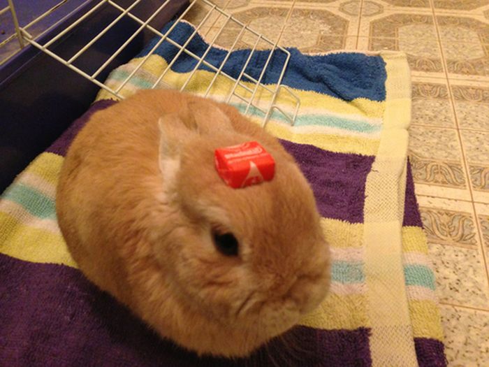 Stuff On My Rabbit (50 pics)