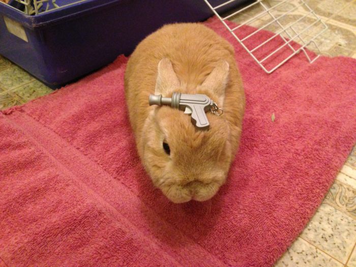 Stuff On My Rabbit (50 pics)