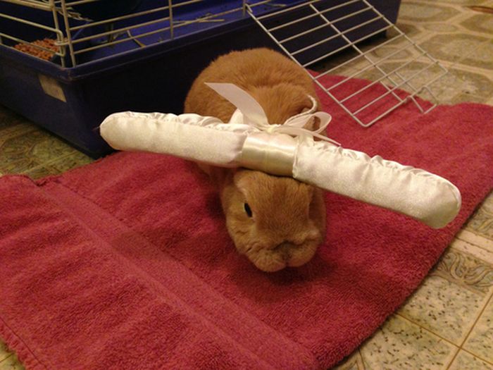 Stuff On My Rabbit (50 pics)