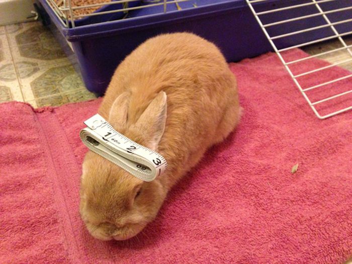 Stuff On My Rabbit (50 pics)