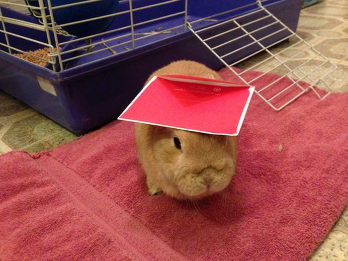 Stuff On My Rabbit (50 pics)