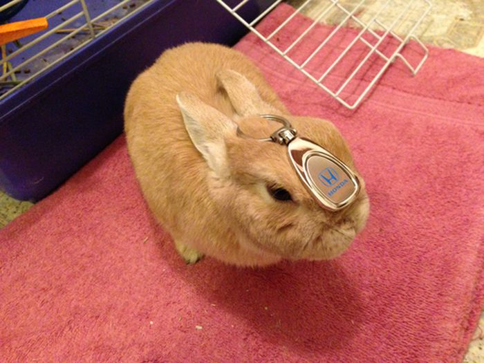 Stuff On My Rabbit (50 pics)