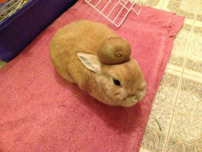 Stuff On My Rabbit (50 pics)