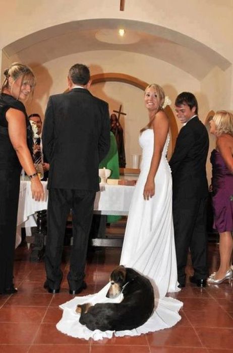 Memorable Wedding Moments (53 pics)