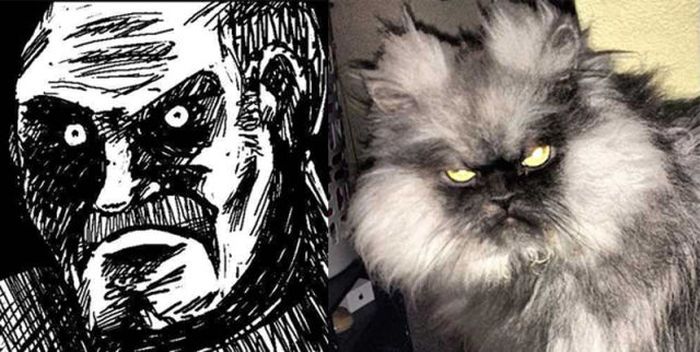 Cats As Rage Faces (18 pics)