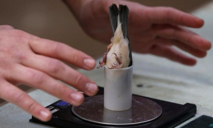 Birds Being Weighed (5 pics)