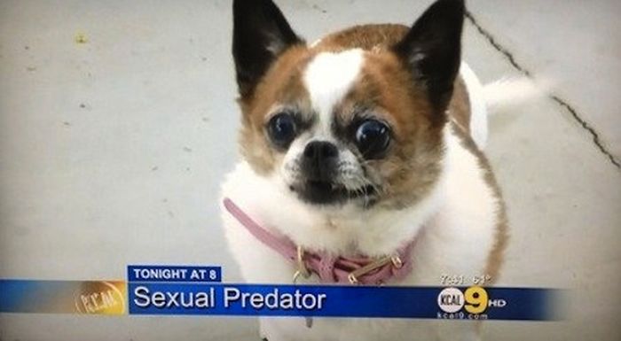 Weird Local News Captions. Part 2 (29 pics)