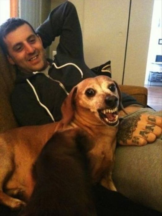 Crazy Pets and Their Crazy Owners (41 pics)