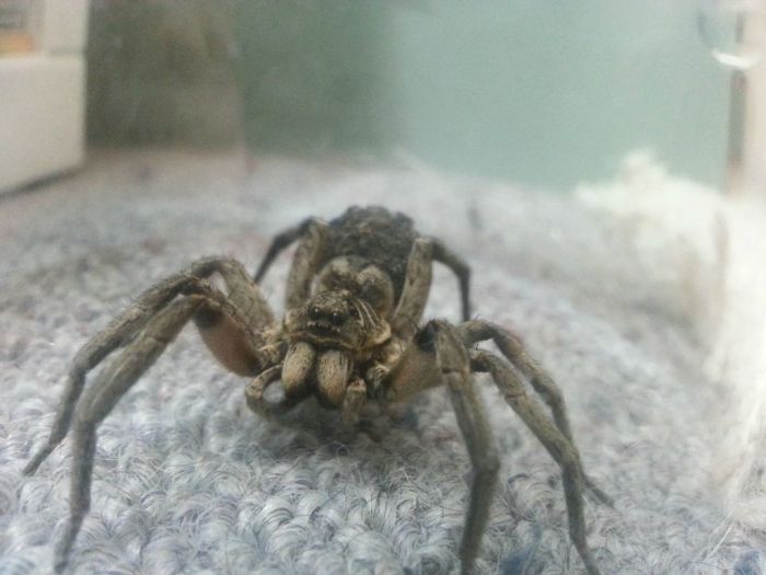 Scary Spider (10 pics)
