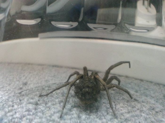 Scary Spider (10 pics)