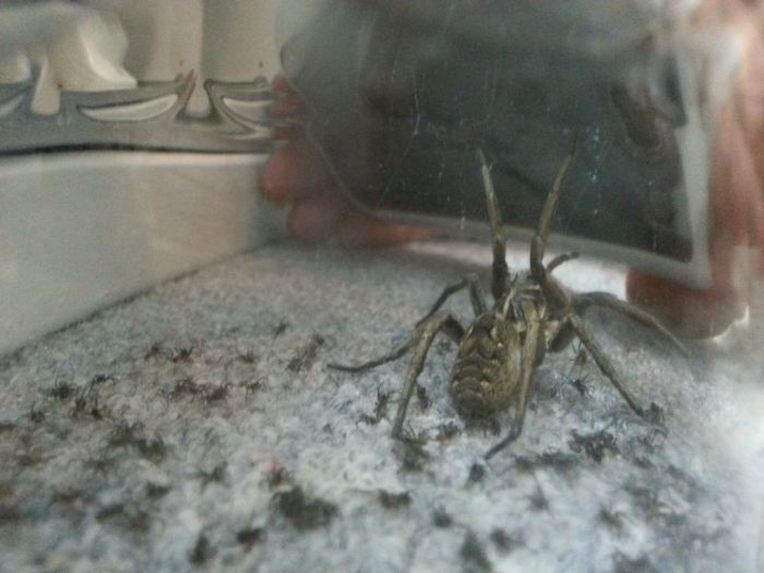 Scary Spider (10 pics)