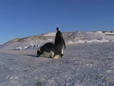 Funny Penguins Fails Compilation