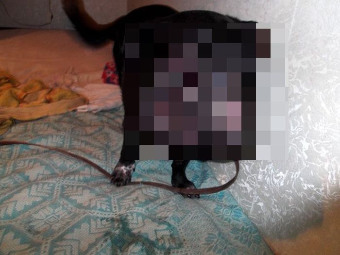 Dog Rescued (4 pics)