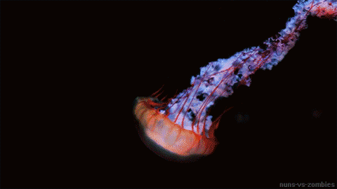 Sea Life GIFs (20 pics)