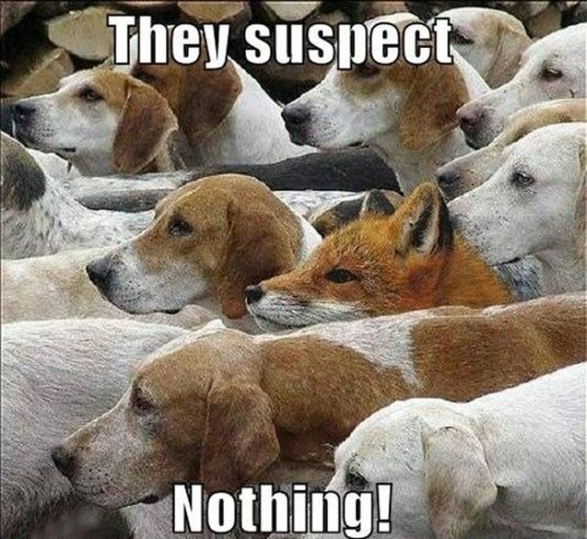 They Suspect Nothing (21 pics)