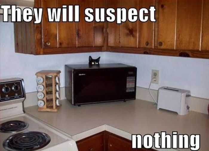 They Suspect Nothing (21 pics)